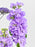 Gerbie Lilac