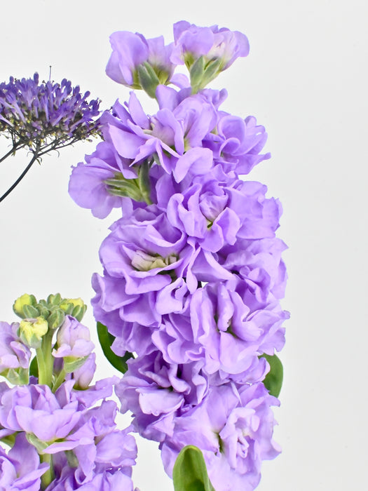 Gerbie Lilac