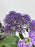 Gerbie Lilac