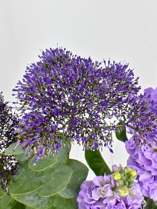Gerbie Lilac