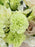 Munnar White