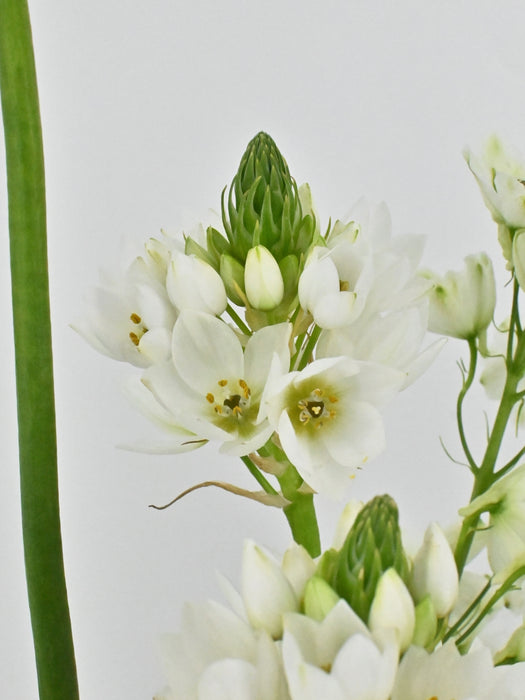 Munnar White