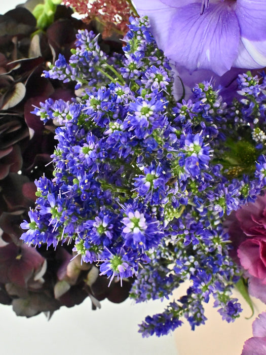 Luxe Garden