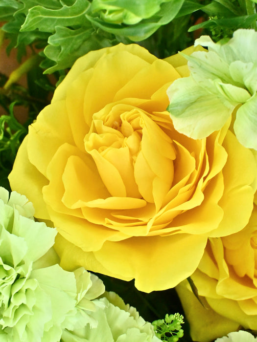 Blossoming happiness