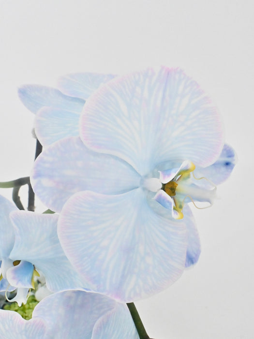 Phalaenopsis Turquoise