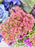 Sedum Garden