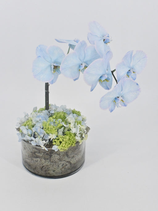 Phalaenopsis Turquoise