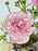 Pinkish Money Arrangement