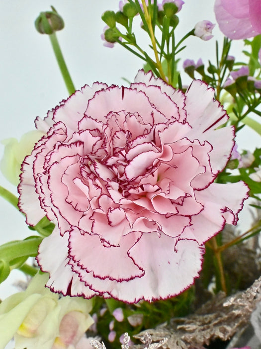 Pinkish Money Arrangement
