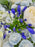 Agapanthus Garden