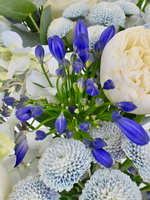 Agapanthus Garden