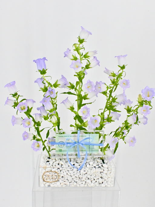Campanula