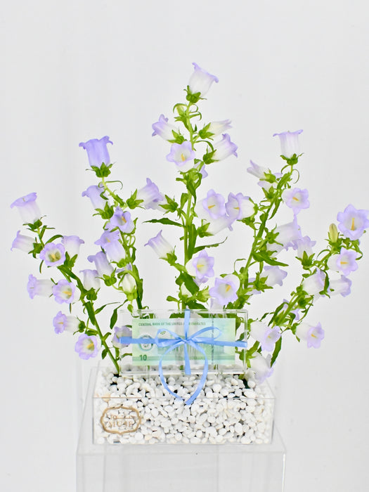 Campanula