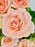 Sweet Sara Money Arrangement