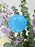 Periwinkle