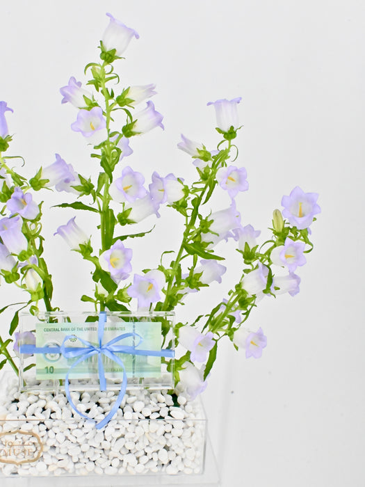 Campanula