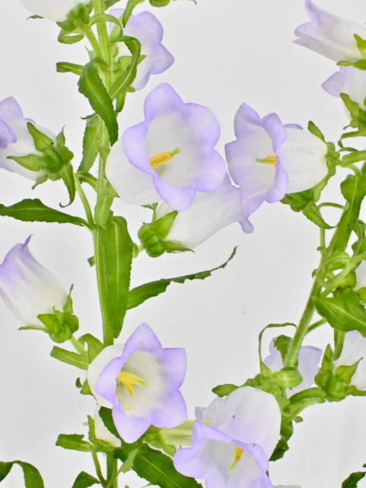 Campanula