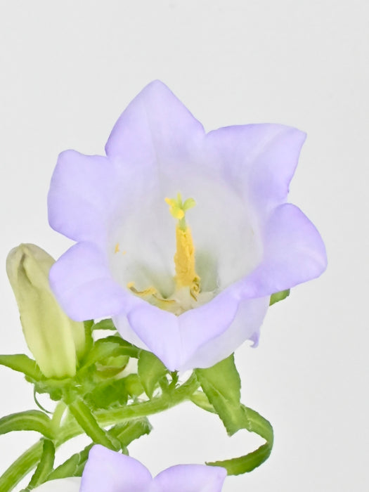 Campanula