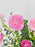 Ranunculus Garden