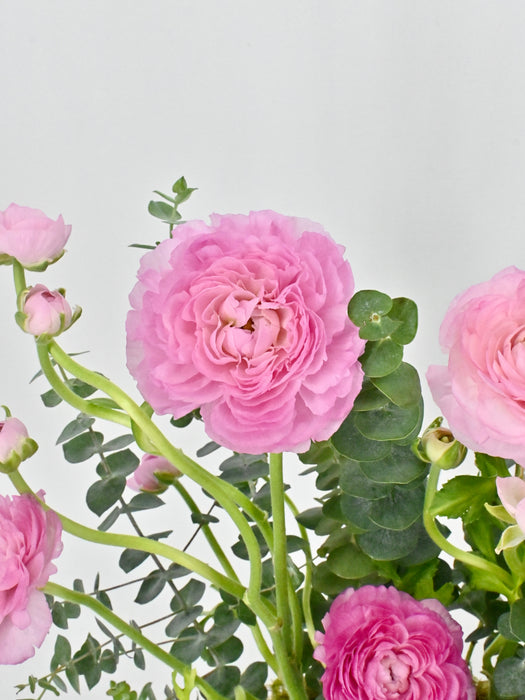 Ranunculus Garden