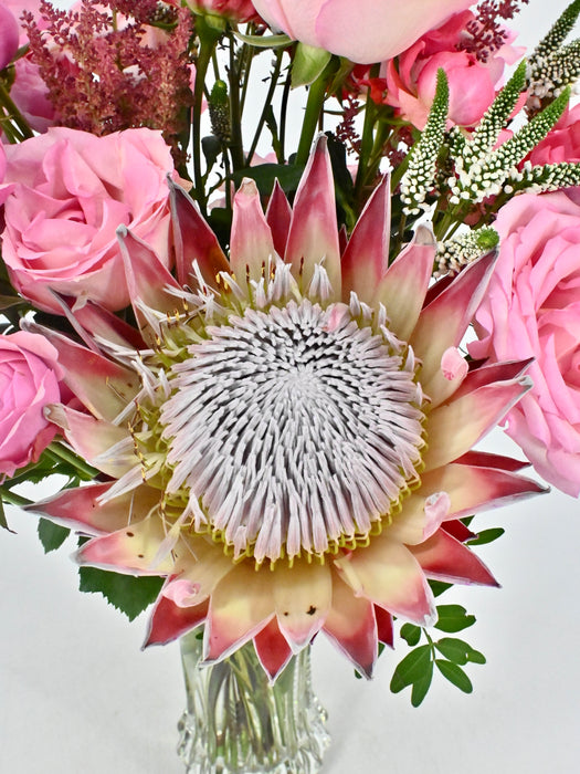 Protea