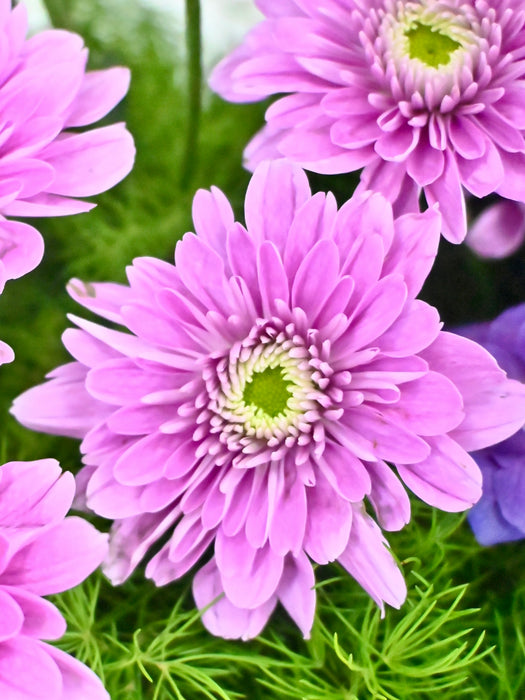 Petruskha Pink