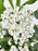 Achillea Money Garden