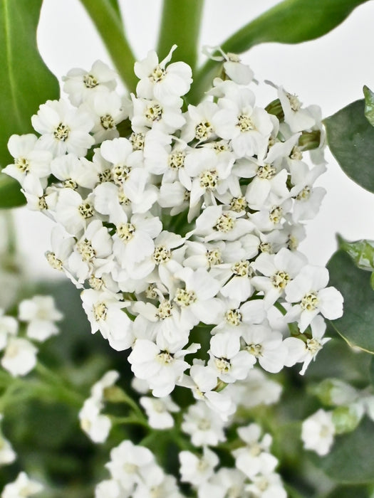 Achillea Money Garden