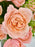 Julietta Blooms