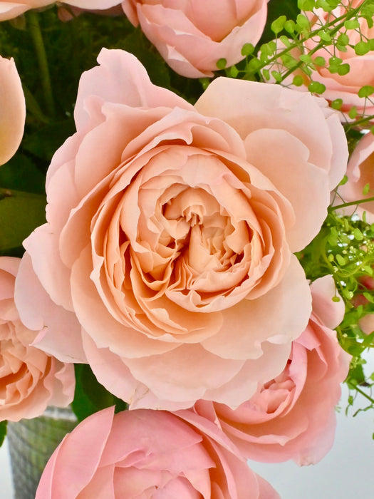 Julietta Blooms