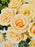 Sally Blooms