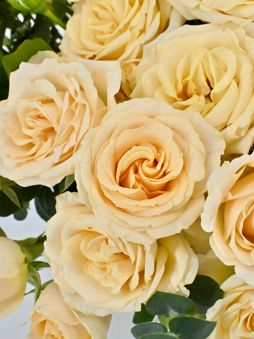 Sally Blooms