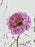 Atropurpurea