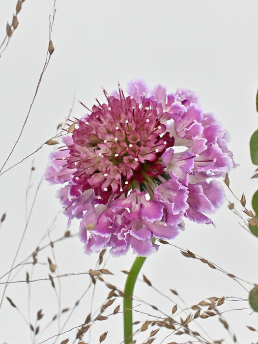 Atropurpurea
