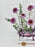 Atropurpurea