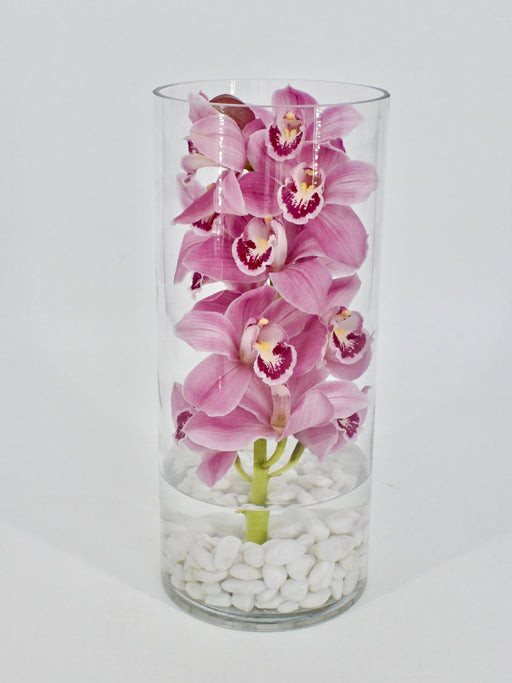 Cymbidium