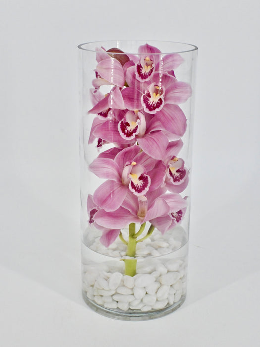 Cymbidium