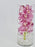 Cymbidium