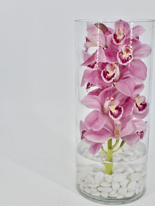 Cymbidium
