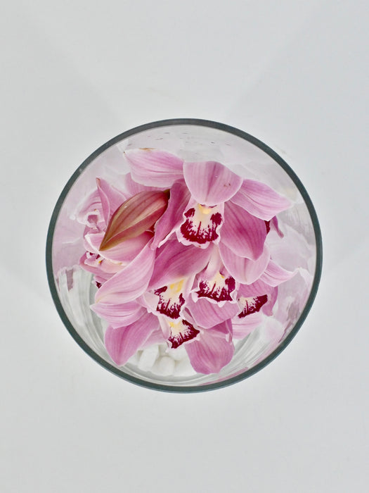 Cymbidium