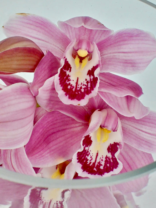 Cymbidium