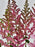 Vision Pink Beauty