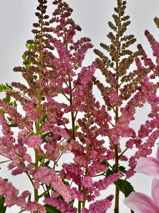 Vision Pink Beauty