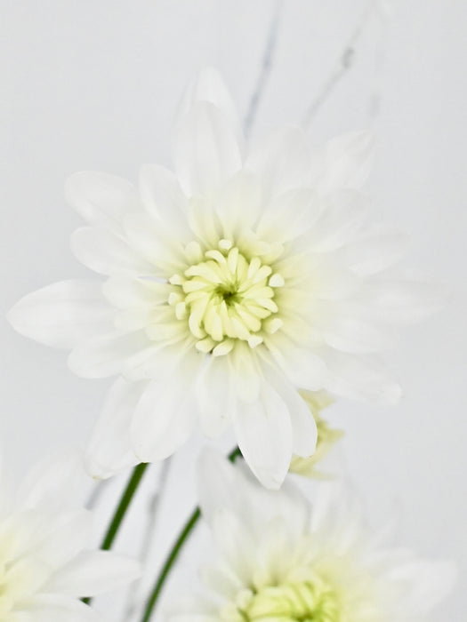 Euro White