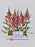 Astilbe Pink Money Arrangement