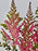 Astilbe Pink Money Arrangement