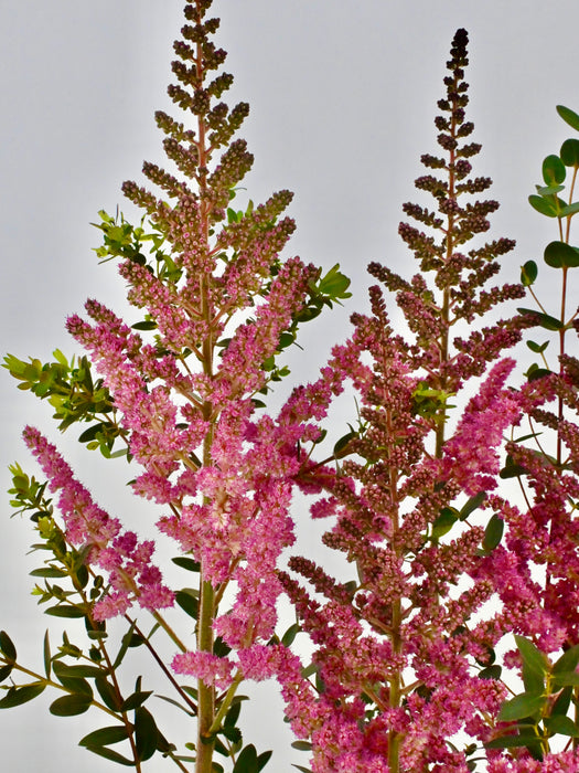 Astilbe Pink Money Arrangement