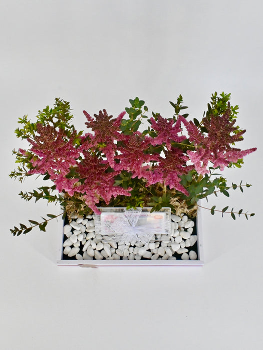 Astilbe Pink Money Arrangement
