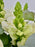 Maryland White