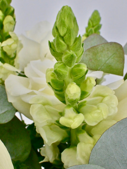 Maryland White